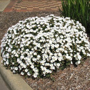 Gümüş çalısı convolvulus cneorum silverbush