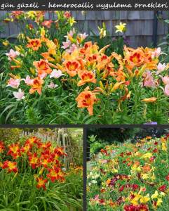 Double river wye güngüzeli saksıda hemerocallis