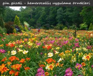 Double river wye güngüzeli saksıda hemerocallis