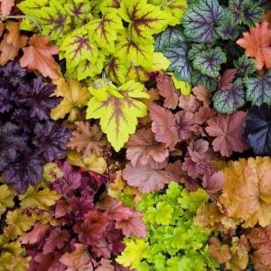 Heuchera fidesi indian summer karışımı