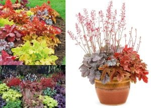 Heuchera fidesi indian summer karışımı