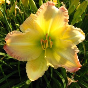 Kokulu big smile güngüzeli çiçeği saksıda hemerocallis