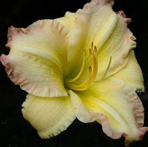 Kokulu big smile güngüzeli çiçeği saksıda hemerocallis
