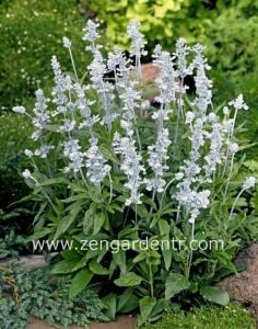 Beyaz salvia victoria fidesi - yaz boyu çiçekli