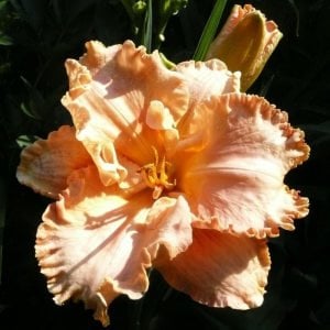 Kokulu Elizabeth Salter güngüzeli çiçeği saksıda hemerocallis
