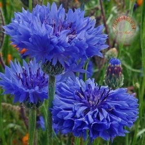 Mavi bodur peygamber çiçeği tohumu centaurea cyanus cornflower