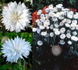 Beyaz peygamber çiçeği tohumu centaurea cyanus cornflower