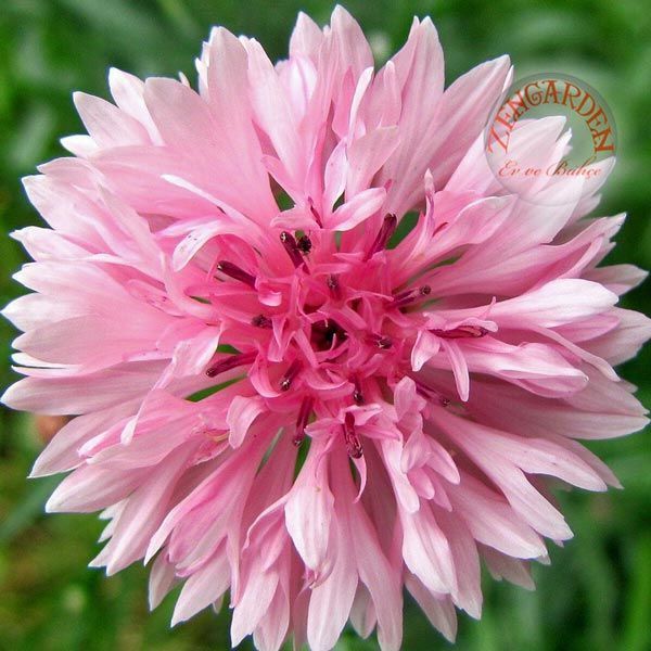 Pembe peygamber çiçeği tohumu centaurea cyanus cornflower