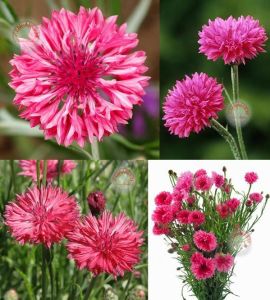 Kırmızı peygamber çiçeği tohumu centaurea cyanus cornflower