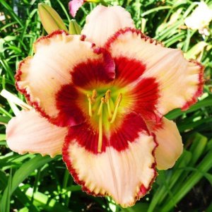 Berrylicious güngüzeli çiçeği saksıda hemerocallis