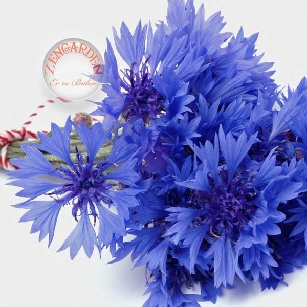 Mavi peygamber çiçeği tohumu centaurea cyanus cornflower