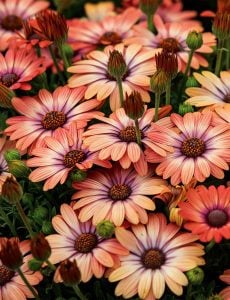 Tradewinds Terracota bodrum papatyası ithal osteospermum