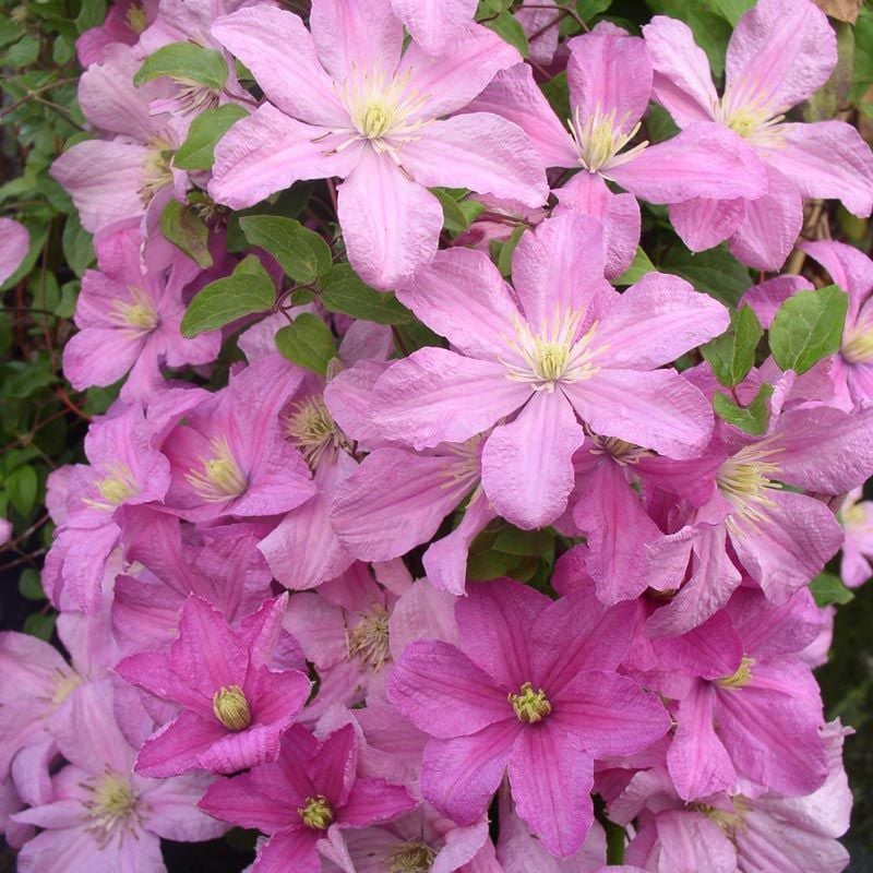 Comtesse de bouchard clematis fidanı orman asması