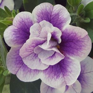 Katlı çift renk mavi sarkan calibrachoa fidesi double blue bicolor