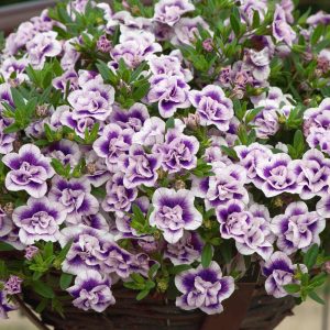 Katlı çift renk mavi sarkan calibrachoa fidesi double blue bicolor