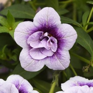 Katlı çift renk mavi sarkan calibrachoa fidesi double blue bicolor