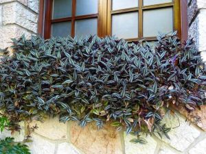 Zebrina telgraf çiçeği fidesi tradescantia pendula silver inch plant