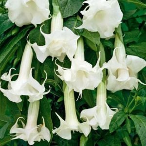 Katlı beyaz brugmansia fidanı parfüm kokulu melek borazanı