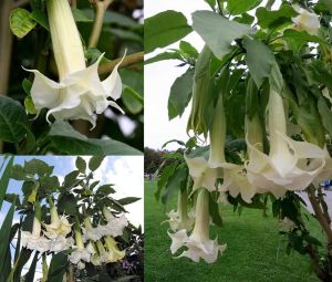 Katlı beyaz brugmansia fidanı parfüm kokulu melek borazanı