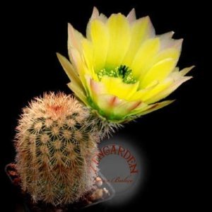 Echinocereus kaktüs tohumu karışımı