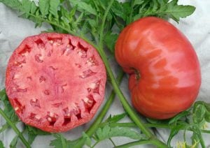 Atalık Pembe Kantar domatesi tohumu her biri 800 gr sırık tip