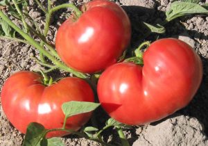 Atalık Pembe Kantar domatesi tohumu her biri 800 gr sırık tip