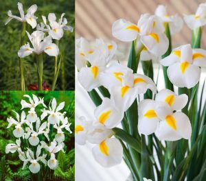 White excelisor iris soğanı ithal hollandica