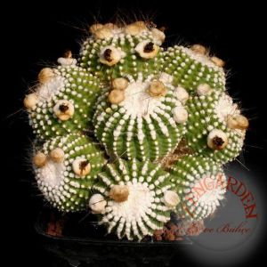 Notocactus kaktüs tohumu karışımı