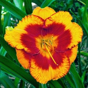 Orange electric gün güzeli çiçeği saksıda hemerocallis