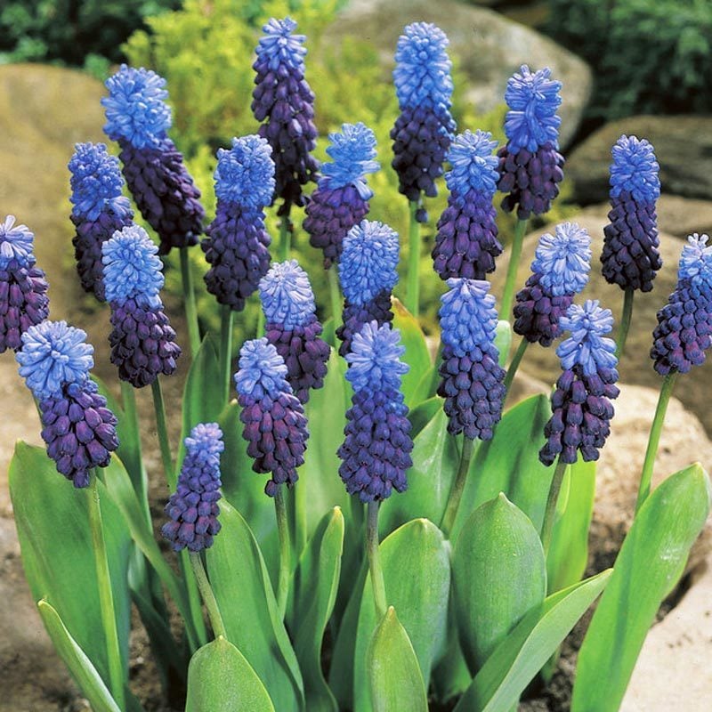 Üzüm sümbülü soğanı lavanta muscari latifolium