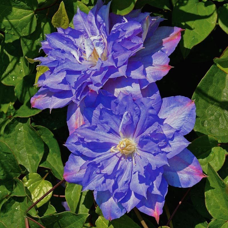 Blue Explosion clematis fidanı orman asması sarmaşık