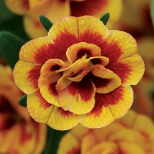 Katlı sarı kırmızı sarkan calibrachoa fidesi double sunset bicolor