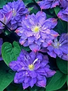 Blue Explosion clematis fidanı orman asması sarmaşık