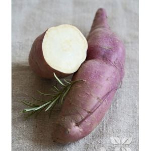 Tatlı patates fidesi beyaz meyveli erato white sweet potato
