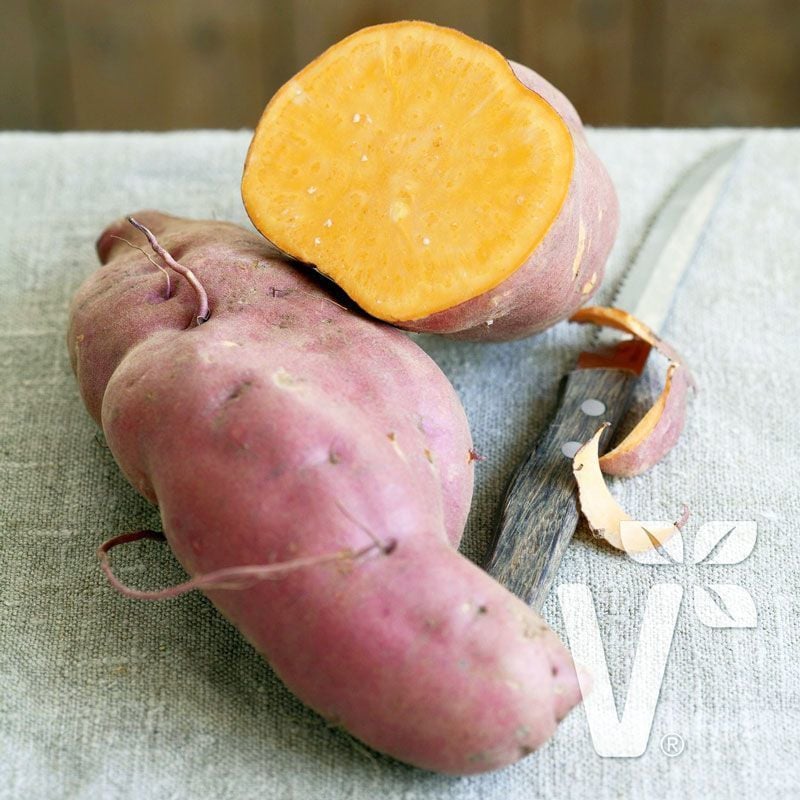 Tatlı patates fidesi turuncu meyveli erato orange sweet potato