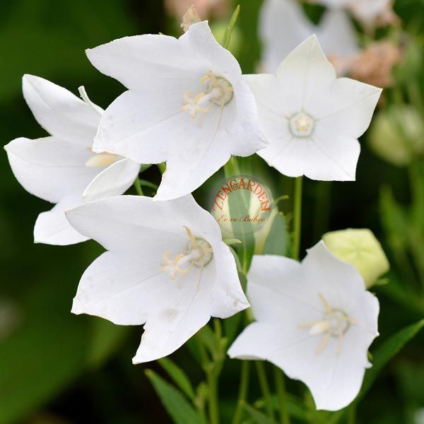 Fuji beyaz platycodon tohumu balon çiçeği