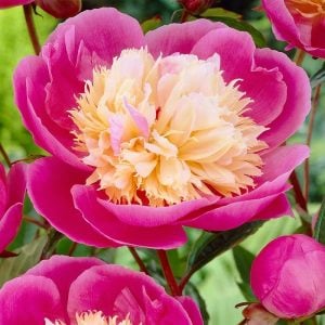 Bowl of beauty şakayık soğanı peony