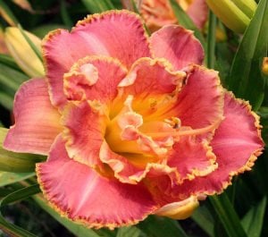 Susan pritchard petit double gün güzeli çiçeği saksıda hemerocallis