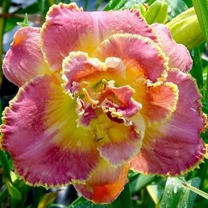 Susan pritchard petit double gün güzeli çiçeği saksıda hemerocallis