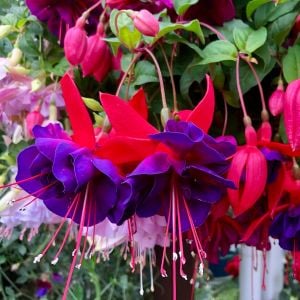 Vodoo küpeli çiçeği fidesi kırmızı mor XXL büyük katmerli çiçekli