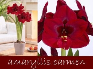 Carmen amaryllis güzel hatun çiçeği saksıda fidesi