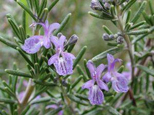 Biberiye - Rosemarin Rosemary