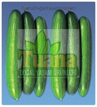 Beith Alpha Hıyar (Salatalık) Tohumu - 100 adet