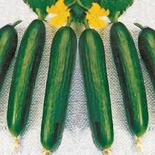 Süper Beith Alpha Hıyar (Salatalık) Tohumu - 50 Adet