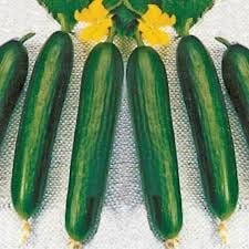 Süper Beith Alpha Hıyar (Salatalık) Tohumu - 50 Adet