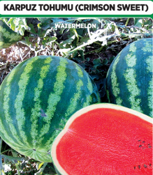 Karpuz Tohumu - Crimson Sweet 100 adet