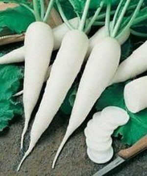 Japon Turp Tohumu 100 adet