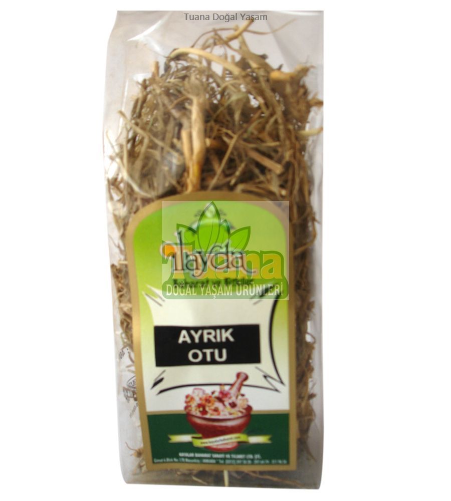AYRIK OTU