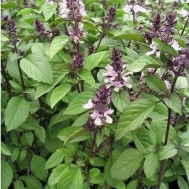 Tarçın Kokulu Fesleğen Tohumu 50 Adet