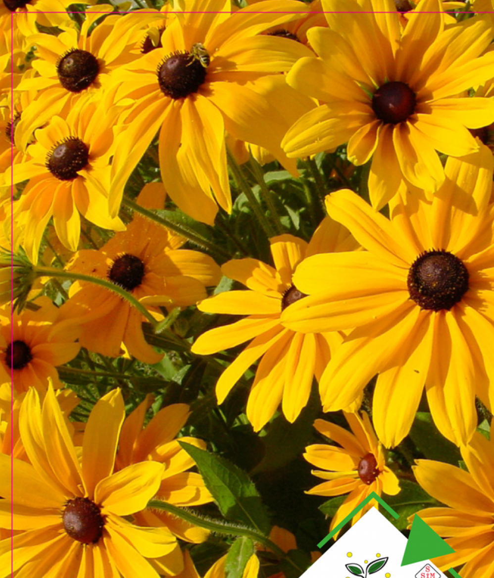 Afrika Papatyası Tohumu 50 Adet